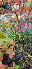 Iteaceae
