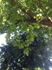 Quercus × pseudosuber