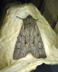 Fishia yosemitae
