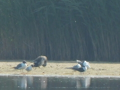 Leucophaeus atricilla