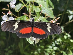 Heliconius hortense