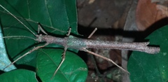 Creoxylus
