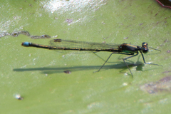 Austrocnemis splendida