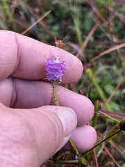 Polygala cruciata