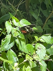 Heliconius hortense