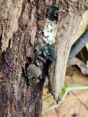 Chlorencoelia versiformis