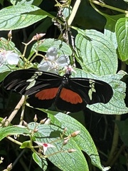 Heliconius hortense