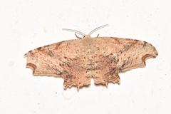 Epipleminae