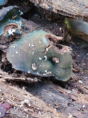 Chlorencoelia versiformis