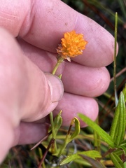 Polygala lutea
