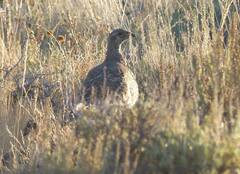 Centrocercus urophasianus