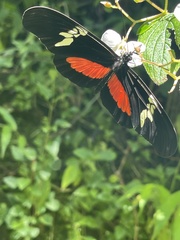 Heliconius hortense