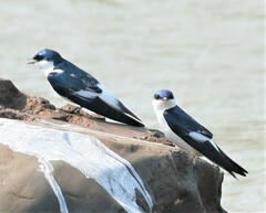 Tachycineta albiventer