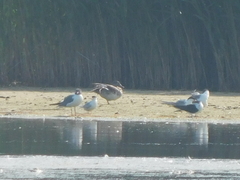 Leucophaeus atricilla