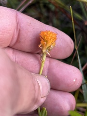 Polygala lutea