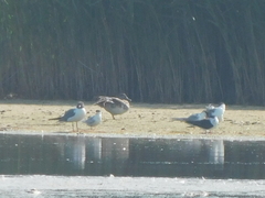 Leucophaeus atricilla