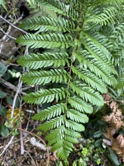 Lophosoria quadripinnata