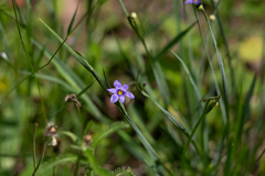 Sisyrinchium montanum