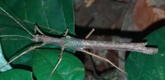 Creoxylus