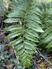 Lophosoria quadripinnata