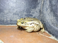 Rhinella diptycha