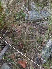 Rhynchospora colorata