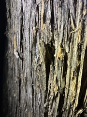 Agrotis gladiaria
