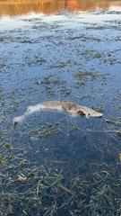 Acipenser fulvescens