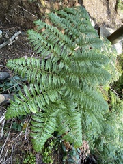 Lophosoria quadripinnata