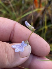 Lobelia brevifolia