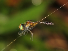 Nannophyopsis chalcosoma