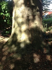 Quercus × pseudosuber