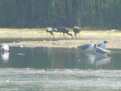 Leucophaeus atricilla
