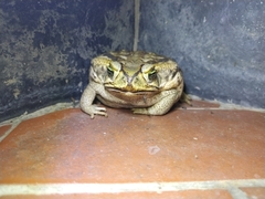Rhinella diptycha