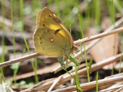 Colias poliographus