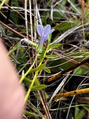 Lobelia brevifolia