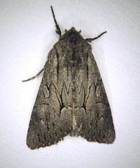Fishia yosemitae