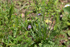 Sisyrinchium montanum