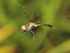 Nannophyopsis chalcosoma