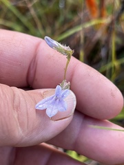 Lobelia brevifolia
