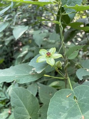 Gonolobus erianthus