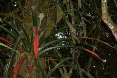 Aechmea pectinata
