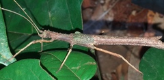 Creoxylus