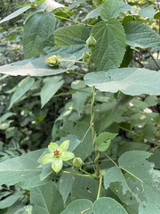 Gonolobus erianthus