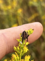 Neoscona arabesca