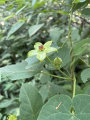 Gonolobus erianthus