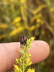 Neoscona arabesca