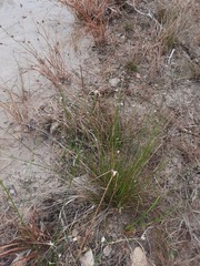 Rhynchospora colorata