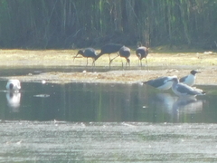 Leucophaeus atricilla