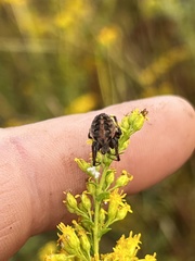 Neoscona arabesca